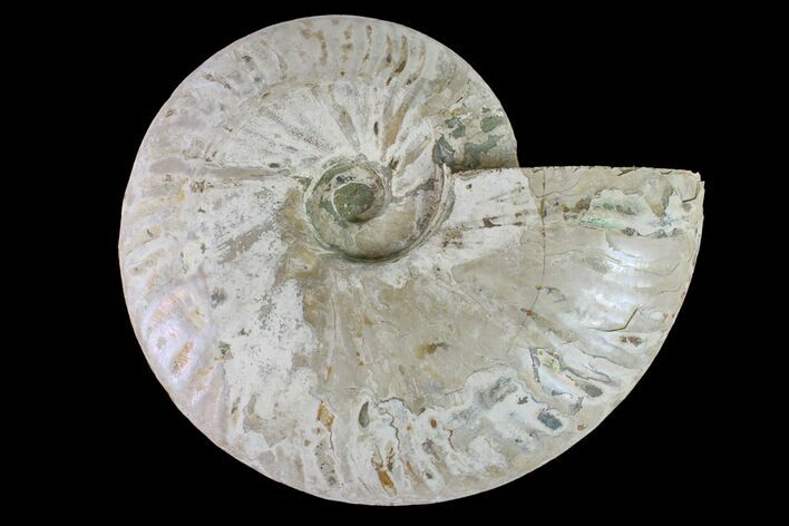 Silver Iridescent Ammonite (Cleoniceras) Fossil - Madagascar #157184